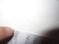 墻壁上有很多小蟲(chóng)子怎么處理