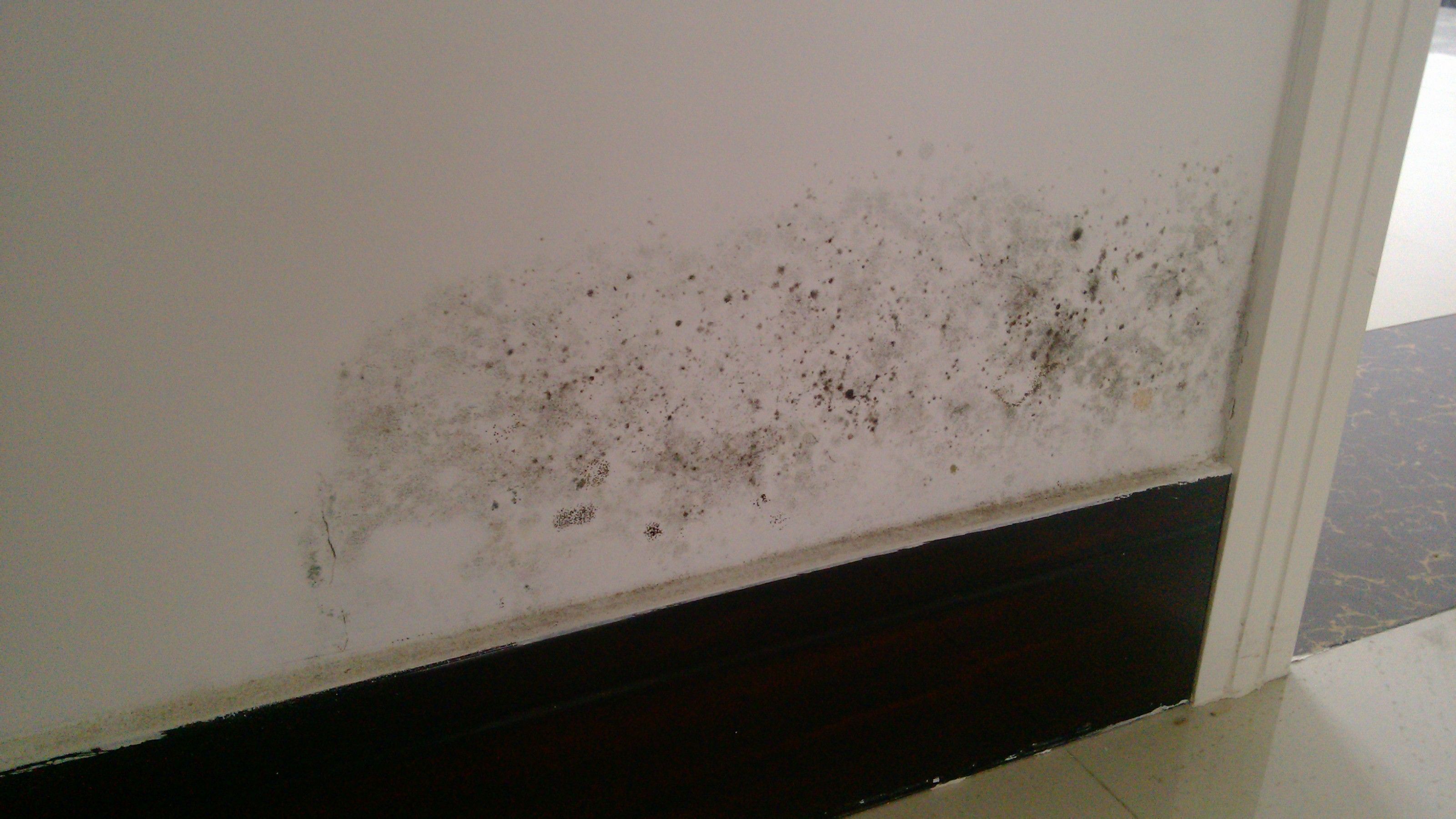 墻壁發(fā)霉怎么辦 墻壁發(fā)霉怎么辦