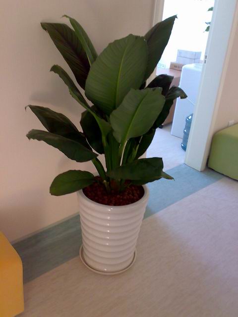 盤點不宜養(yǎng)在室內(nèi)的花 盤點不宜養(yǎng)在室內(nèi)的花