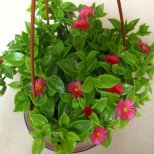 養(yǎng)花草有講究：在家里這樣擺放可防病