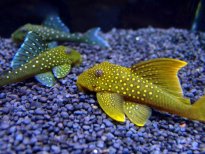 清道夫有什么風水作用