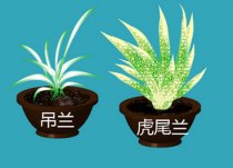 凈化室內空氣的植物有哪些?