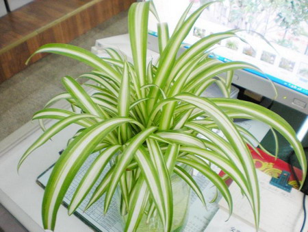 如何避免裝修污染？如何去除甲醛？怎樣去除甲醛避免常見誤區(qū)