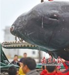 擱淺死亡抹香鯨將制作標本 設專館展出